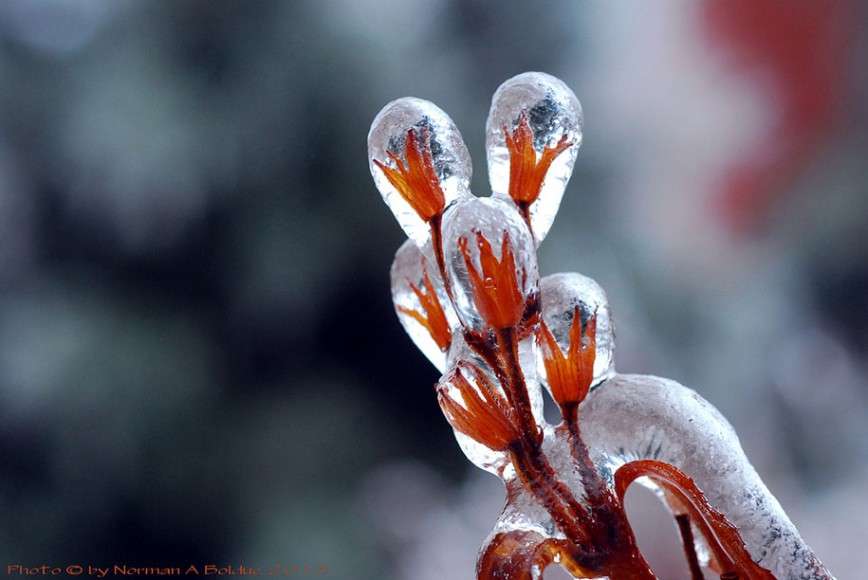 Ледяное вдохновение - 23 фото интересных образований изо льда