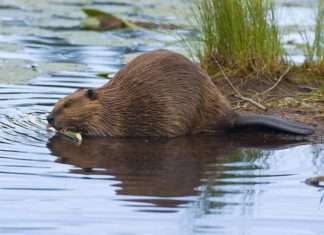 Цікаві факти про бобрів