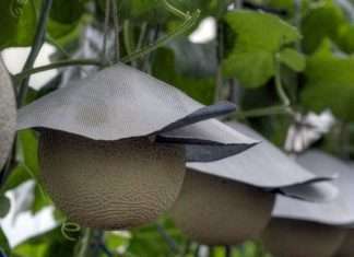 Юбарі — найдорожча диня у світі