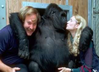 Коко — найрозумніша горила в світі