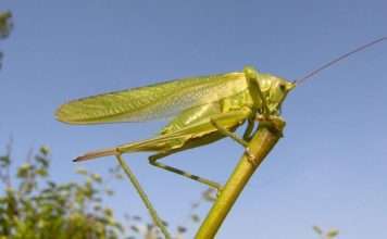 Чому стрекочат цвіркуни і коники