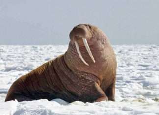 Цікаві факти про моржів