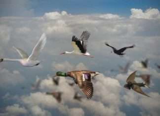 Цікаві факти про перелітних птахів