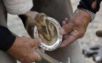 Цікаві факти про підкові