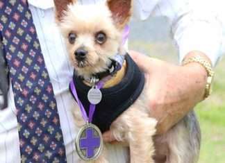 Орден «Пурпурного хреста» — нагорода для тварин Австралії