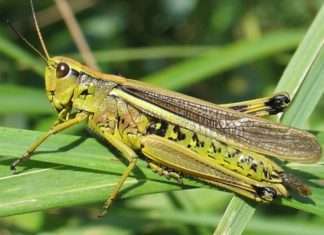 Цікаві факти про сарані