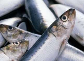 Цікаві факти про оселедця