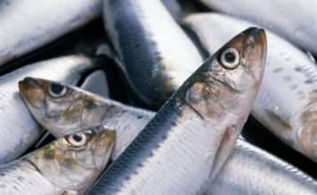 Цікаві факти про оселедця