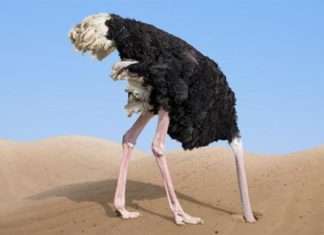 Чи Правда, що страуси ховають голову в пісок