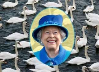 Чому всі лебеді Великобританії належать монарху