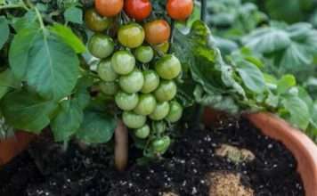 Помидофель — полупомидор і полукартофель