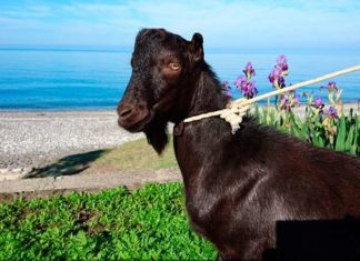 Обама оселиться з Тимуром і Амуром.